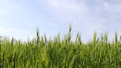 The lush skies of April and the green barley fields of abundance.