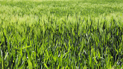 The landscape of green barley fields with light winds.