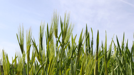 Fototapeta premium The bright blue sky and rich green barley field view.