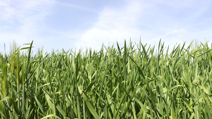 The landscape of green barley fields is made of dazzling clear surroundings.