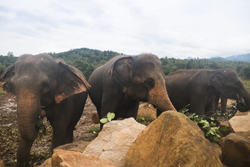 Fototapeta na wymiar Elephants in an orphenage in Sri Lanka.