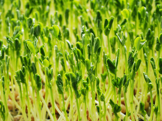Close up of pea shoots