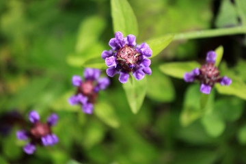 Vegetation in The Alps