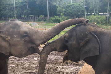Elephants in an orphenage in Sri Lanka.