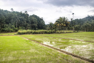 Landscape outside of Kandy, Sri Lanka.