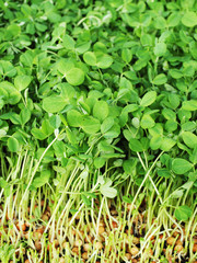 Close up of pea shoots