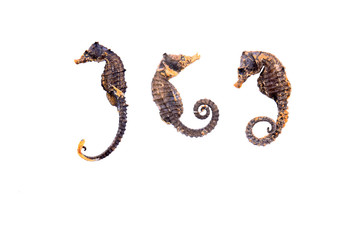 Chinese herbal medicine hippocampal