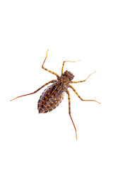 Dragonfly larvae, and on a white background