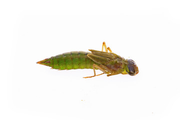Dragonfly larvae, and on a white background