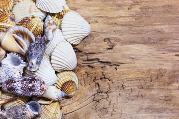 Sea shells collection