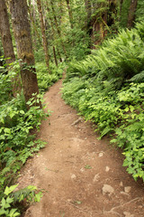 Hiking trail in the forest.