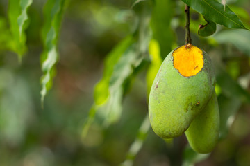 rotten ripe mango bitten by wild animal on tree