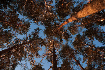 Tops of tje snow covered pine trees in warm sunset sun light. Bottom up view.