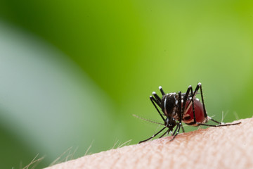 Aedes aegypti Mosquito. Close up a Mosquito sucking human blood,
