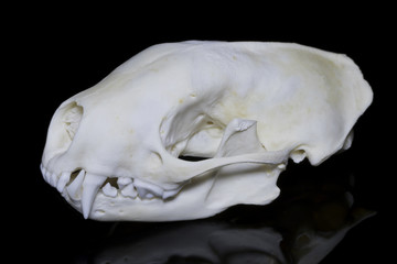 Striped Skunk Skull Lateral View
