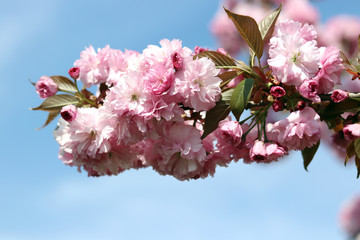 King cherry blossom and spring season. Late spring scenery.
