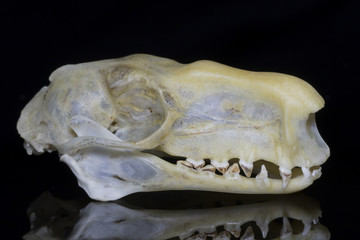 Naklejka premium Male Hammerhead Bat (Hypsignathus monstrosus) Skull - Lateral View
