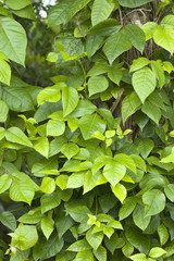 Poison Ivy (Toxicodendron radicans)