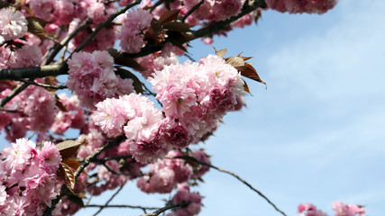 King cherry blossom and spring season. 