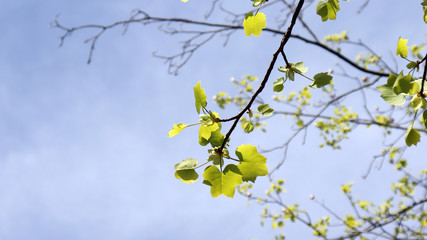 Spring scenery with pale green leaves of platanus tree.