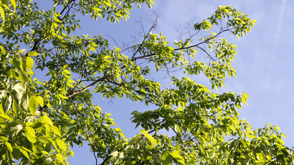 Fototapeta premium Spring&nbsp;scenery&nbsp;with&nbsp;green&nbsp;leaves&nbsp;of&nbsp;zelkova&nbsp;tree.