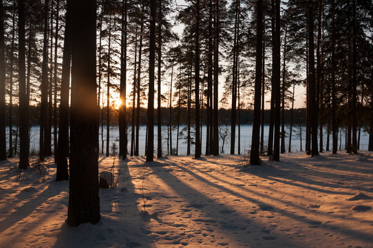 Fototapeta Sunset in the winter forest. Sunbeams and shadows of trees.