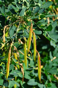 Green straws and young spring leaves of Siberian peashrub, also called Siberian pea-tree or simply Caragana, latin name Caragana Arborescens.