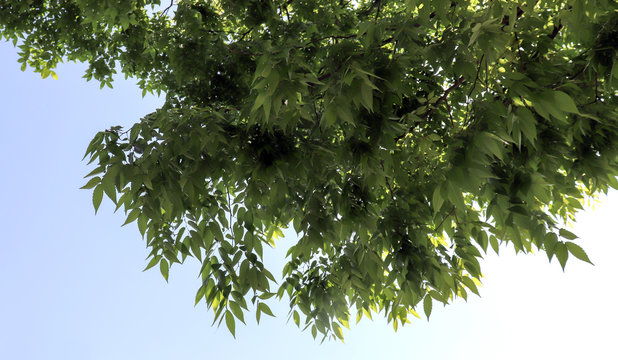 The blue spring sky and zelkova leaves.