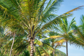 Fototapeta premium Coconut palm tree perspective view from bottom floor