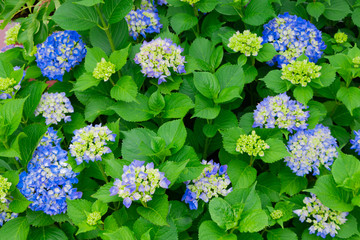 初夏のあじさい