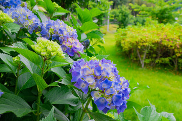 初夏のあじさい