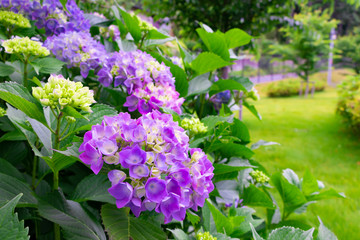 初夏のあじさい