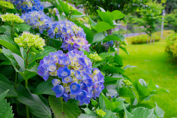初夏のあじさい