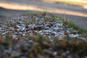 Iced leaves in autumn season