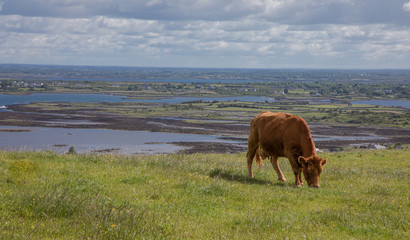 Naklejka premium Brown Cow Landscape of cow grazing on Irish Hillside with Sea and Sky in Background
