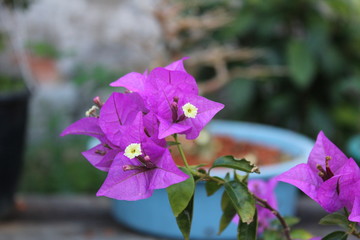 Bouganvillea Carioca