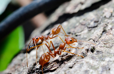 Macro shot of red ant  in nature. Red ant is very small. Selective focus