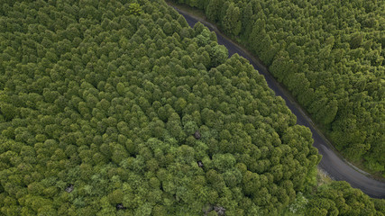 [空撮写真]上空からみおろす木々