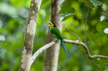 Long-tailed Broadbill  