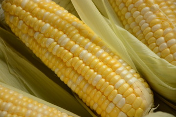 Fresh corn on white wooden background
