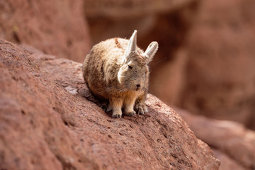 Ochotona alpina Pallas