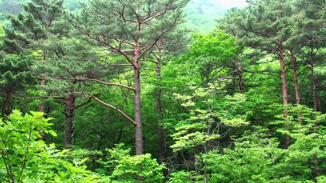 Pan of Lush Green Сoniferous Forest in Seoraksan National Park, South Korea
