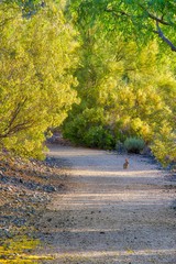 A rabbit on a trail surrounded by blooming palo verde trees.
