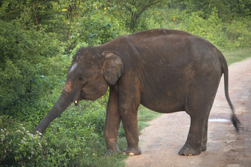Obraz premium Elephant in Udawalawe, Sri Lanka.