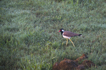 Red-wattled Lapwing in Udawalawe, Sri Lanka.