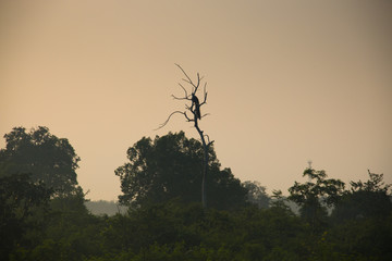 Sunrise in Udawalawe, Sri Lanka.