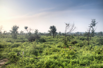 Fototapeta na wymiar Landscape in Udawalawe, Sri Lanka.