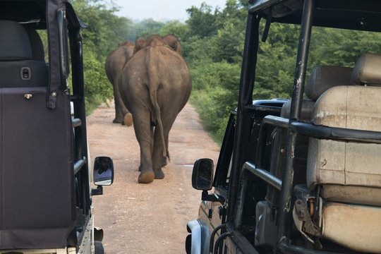 Elephants in Udawalawe, Sri Lanka.