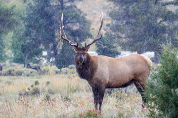Bull Elk in rain