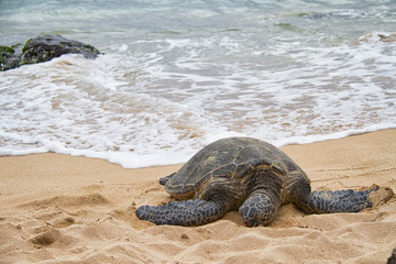 An endangered Hawaiian green sea turtle resting on a beach on Oahu.